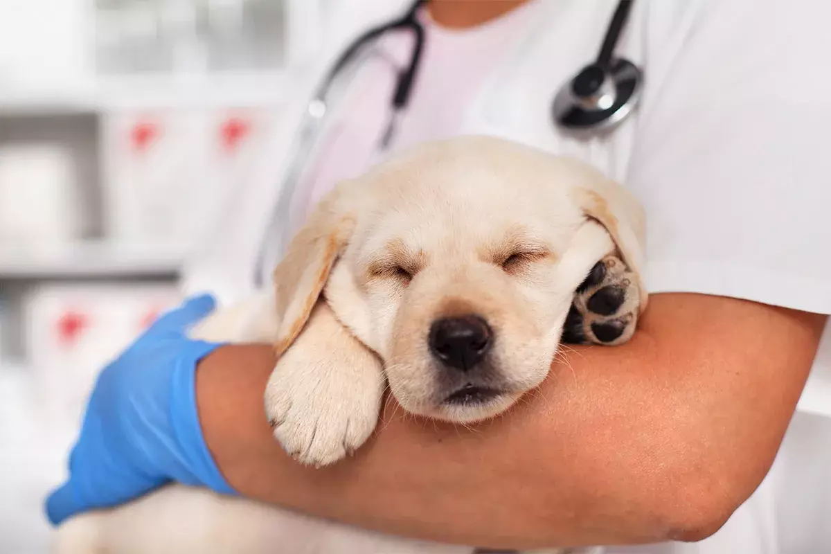 犬の診療