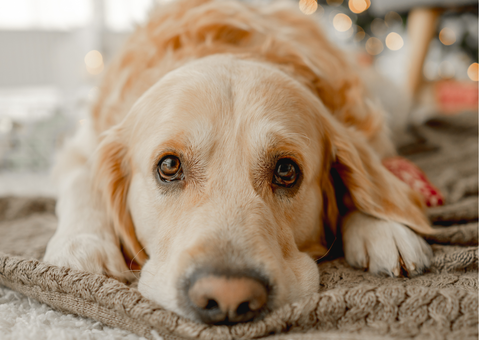 血管肉腫を予防する方法はありますか?